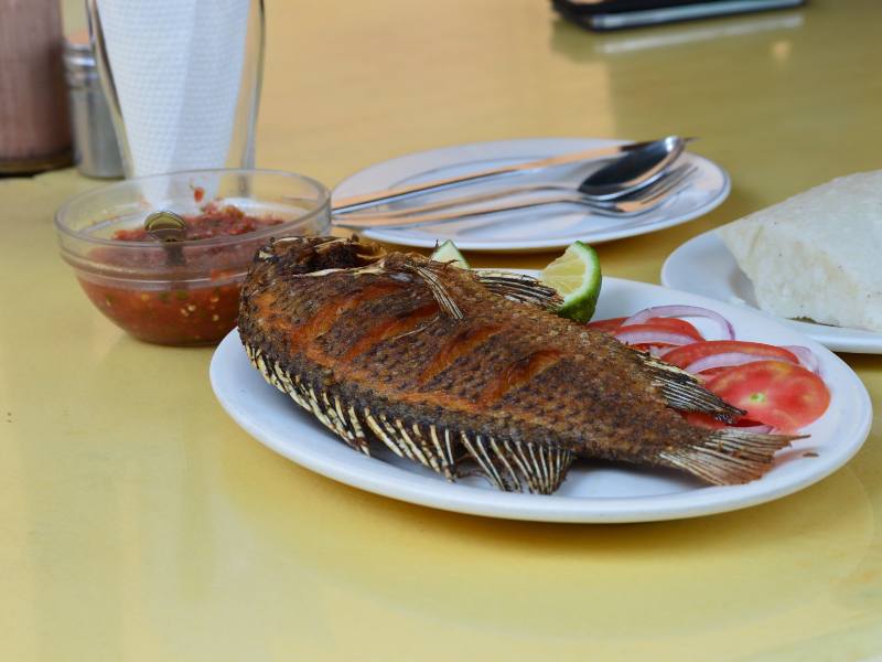 Tilapia RAST Aquaculture