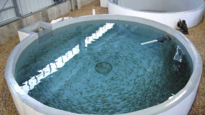 Nursey Tank