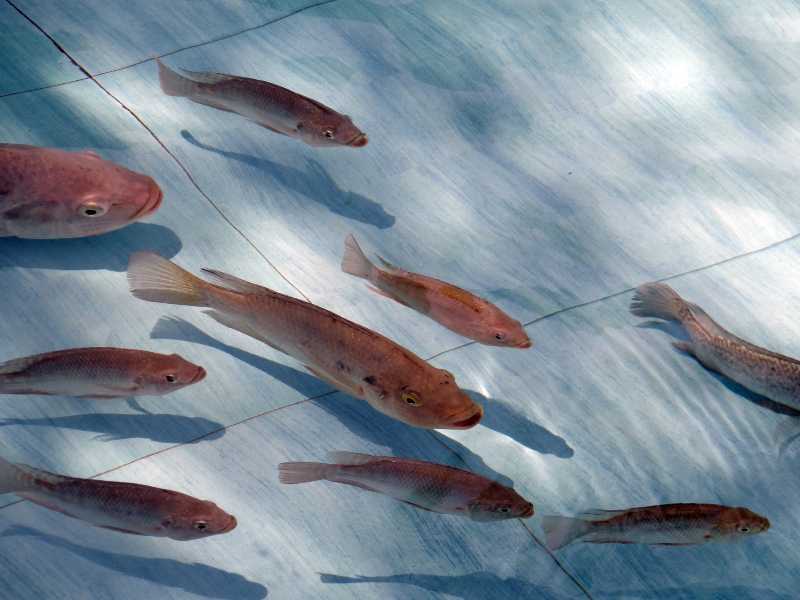 Tilapia RAST Aquaculture